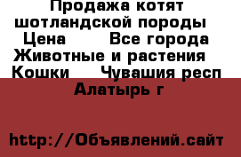 Продажа котят шотландской породы › Цена ­ - - Все города Животные и растения » Кошки   . Чувашия респ.,Алатырь г.